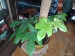 PHILODENDRON FLORIDA GHOST groene kamerplant, Ophalen, Overige soorten, Halfschaduw, Minder dan 100 cm