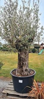 Olijfboom Olea Europaea, Ophalen, Olijfboom