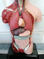 Vintage anatomische educatieve pop., Ophalen of Verzenden