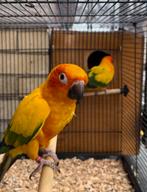 Conure soleil couple reproducteur, Animaux & Accessoires, Oiseaux | Perruches & Perroquets
