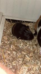 Twee beertjes zoeken hun 4ever home, Dieren en Toebehoren, Knaagdieren, Juli, Mannelijk, Cavia