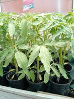 tomatenplanten, Tuin en Terras, Planten | Tuinplanten, Ophalen