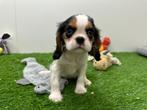 Cavalier King Charles Spaniel pups, Dieren en Toebehoren, Honden | Retrievers, Spaniëls en Waterhonden, België, 8 tot 15 weken