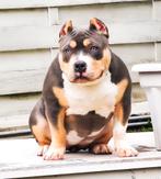 PRACHTIG AMERICAN BULLY TEEFJE, Dieren en Toebehoren, Nederland, 15 weken tot 1 jaar, Overige rassen, Eén hond