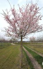 CERISIERS HAUTE TIGE, ea Bigarreau Burlat, Kordia, Regina,.., Plein soleil, Enlèvement, 250 à 400 cm, Printemps