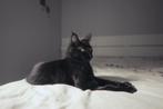 MAINE COON XXL KITTEN 8 maanden – RUSSISCHE KAMPIOENSLIJN, Dieren en Toebehoren, Poes, Gechipt, 0 tot 2 jaar