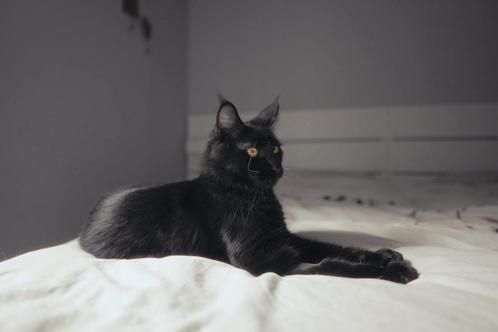MAINE COON XXL KITTEN 8 maanden – RUSSISCHE KAMPIOENSLIJN, Dieren en Toebehoren, Katten en Kittens | Raskatten | Langhaar, Poes