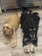 Recherche gardien(ne)s pour nos deux cockers, Diensten en Vakmensen, Dieren | Honden | Verzorging, Oppas en Les