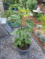 Te koop vijgenplant, Overige soorten, Minder dan 100 cm, Zomer, Ophalen