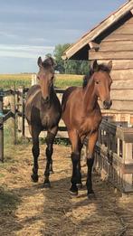 Veulen, Dieren en Toebehoren, Paarden, Meerdere dieren, Niet van toepassing, 0 tot 2 jaar