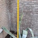 2 grote agaves., Jardin & Terrasse, Plantes | Jardin, Enlèvement