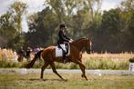 Vice provinciaal kampioen Otilazz (Totilas x Jazz), Dieren en Toebehoren, Gechipt, Ruin, Dressuurpaard, 3 tot 6 jaar