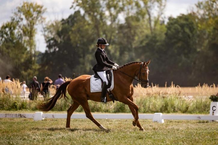 Vice provinciaal kampioen Otilazz (Totilas x Jazz), Dieren en Toebehoren, Paarden, Ruin, L, 160 tot 165 cm, 3 tot 6 jaar, Dressuurpaard