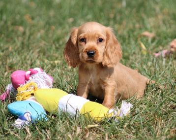 Engelse Cocker pup beschikbaar voor biedingen