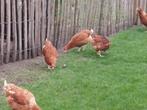 Jonge legkippen, Dieren en Toebehoren, Pluimvee