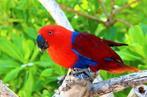 Gezocht lieve en handtamme edelpapegaai pop, Dieren en Toebehoren, Vogels | Parkieten en Papegaaien