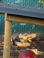 Cochin kriel haan, Dieren en Toebehoren, Pluimvee