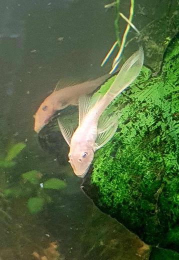 Ancistrus L144, Poisson