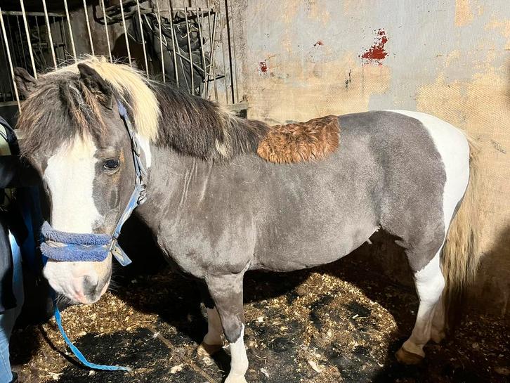 Scheren van paarden & pony’s, Dieren en Toebehoren, Pony's