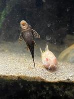2 prachtige jonge ancistrus te koop, Dieren en Toebehoren, Vis, Zoetwatervis