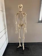 Anatomie skelet te koop, Diversen, Ophalen, Zo goed als nieuw