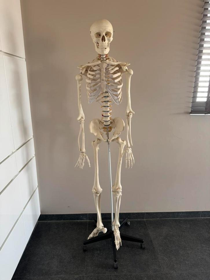 Anatomie skelet te koop, Diversen, Schoolbenodigdheden, Zo goed als nieuw, Ophalen
