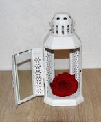 Lantaarn met eeuwige roos NIEUW, Enlèvement ou Envoi, Neuf