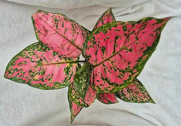 Aglaonema Pink Splash plant
