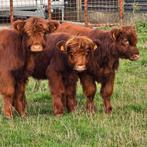 4 mini koetjes (Schotse highlander), Dieren en Toebehoren, Runderen
