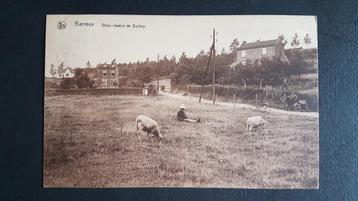 Barvaux Vieux chemin de Durbuy Schaap Schapen