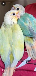 Jeune molinae  a nourrir, Animaux & Accessoires, Oiseaux | Perruches & Perroquets