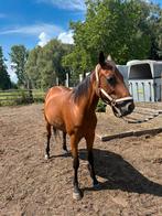 Paard te koop, Dieren en Toebehoren, Paarden, Merrie