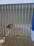 japanse nachtegaal te koop, Dieren en Toebehoren, Mannelijk, Zangkanarie