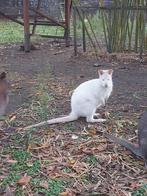 Male wallaby albinos de 2025, Dieren en Toebehoren, Juni, Mannelijk