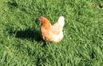 ACTION : poules pondeuses brunes - 2 espèces, Animaux & Accessoires, Volatiles
