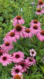 Echinacea plantjes, bloei voor volgend jaar, bijenplant, Tuin en Terras, Volle zon, Vaste plant, Zomer, Ophalen