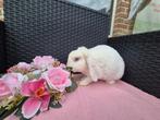 Super lieve rex dwerghangoor voedster, Dieren en Toebehoren, Konijnen, Vrouwelijk, Dwerg, Hangoor, 0 tot 2 jaar