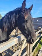 Friese stamboekhengst 3.5 jaar., Dieren en Toebehoren, Gechipt, Niet van toepassing, Hengst, 3 tot 6 jaar