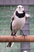 Witte Kwikstaart Poppen, Meerdere dieren, Wildzangvogel