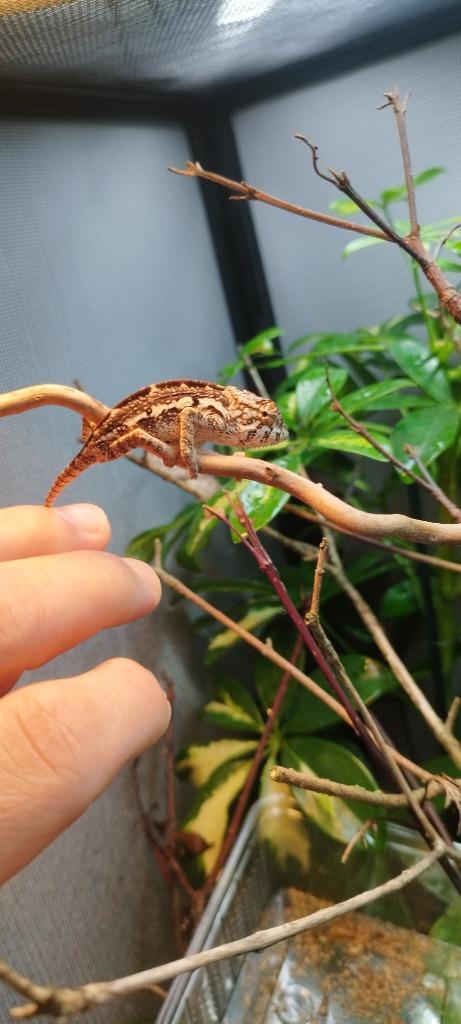 Kameleon furcifer pardalis Antalaha(panter), Dieren en Toebehoren, Reptielen en Amfibieën, Hagedis, 0 tot 2 jaar