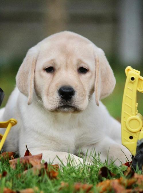 Labrador pups, Dieren en Toebehoren, Honden | Retrievers, Spaniëls en Waterhonden, Teef, Labrador retriever, Fokker | Professioneel