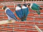 4 Dwergpapegaai PERSONATAS, Meerdere dieren, Dwergpapegaai of Agapornis