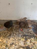 Chinese kwartels, Dieren en Toebehoren, Meerdere dieren