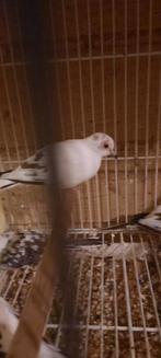 Bonte diamantduifjes (gezocht), Dieren en Toebehoren