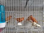 rood isabel en rood agaat, Dieren en Toebehoren, Vogels | Kanaries, Meerdere dieren, Kleurkanarie