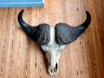 Schedel, kaapse buffel, gewei, taxidermie, opgezette, Afrika, Ophalen