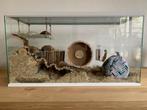 Hamster terrarium met vast voorschot en schuifruit, Animaux & Accessoires, Enlèvement ou Envoi, Moins de 60 cm, Hamster, Neuf