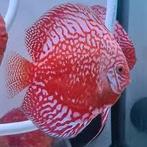 Discus