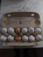 Verse kippeneieren, Dieren en Toebehoren, Pluimvee