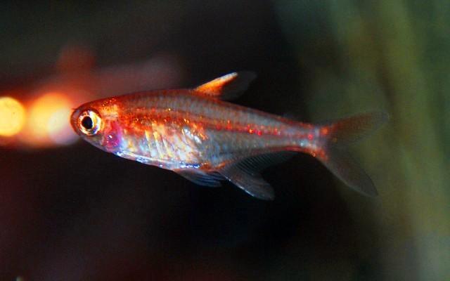 Vuur Tetra. Locatie Heerlen, Dieren en Toebehoren, Vissen | Aquariumvissen, Zoetwatervis, Vis, Schoolvis